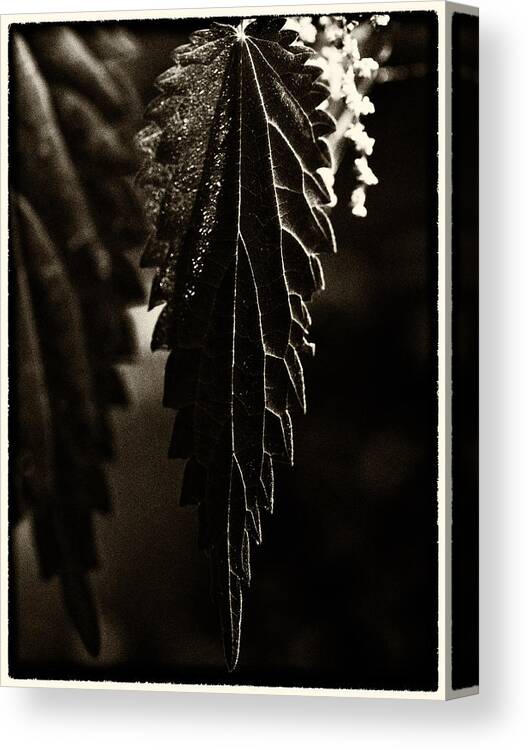 Nettle Leaf Canvas Print featuring the photograph Nettle Leaf in Black by Mark Egerton