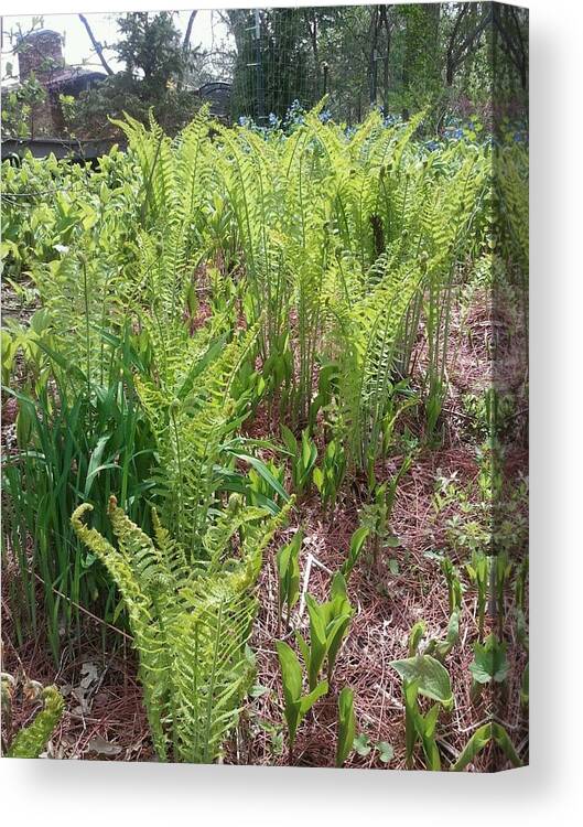 Ferns Canvas Print featuring the photograph New Ferns by Tim Donovan