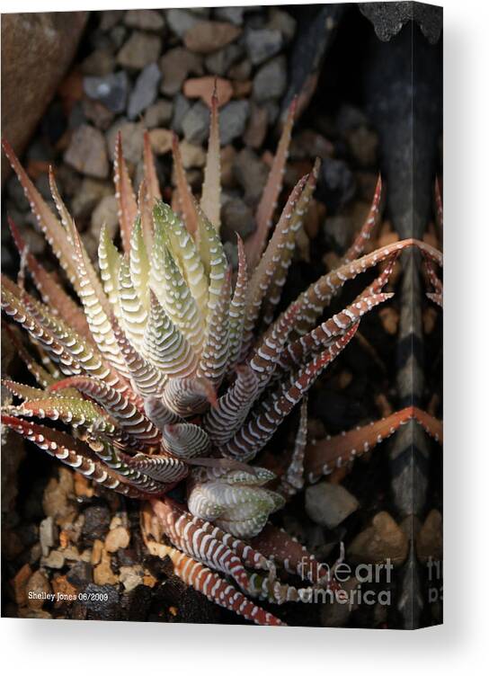 Cacti Canvas Print featuring the photograph Octo Cacti by Shelley Jones