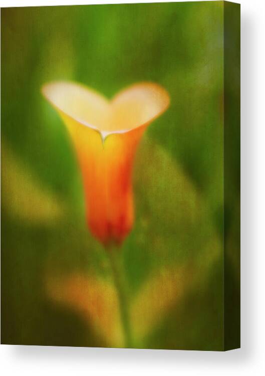 Calla Lily Canvas Print featuring the photograph Offering. by Usha Peddamatham