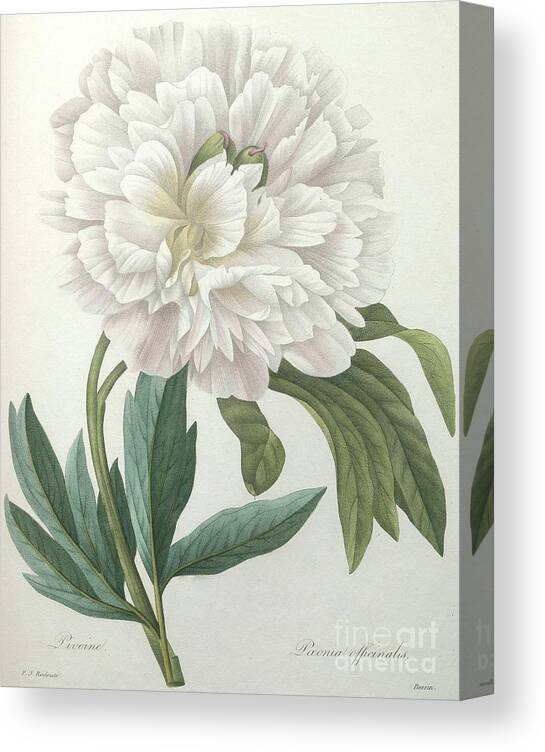 White Canvas Print featuring the painting Official Peony by Pierre Joseph Redoute