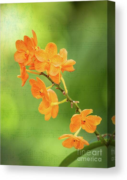 Flower Canvas Print featuring the photograph Orange Orchid Melody by Sabrina L Ryan