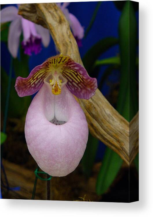 Orchid Canvas Print featuring the photograph Orchid 1 by Peggy King