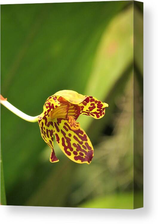 Orchids Canvas Print featuring the photograph Orchid 1 by Vijay Sharon Govender