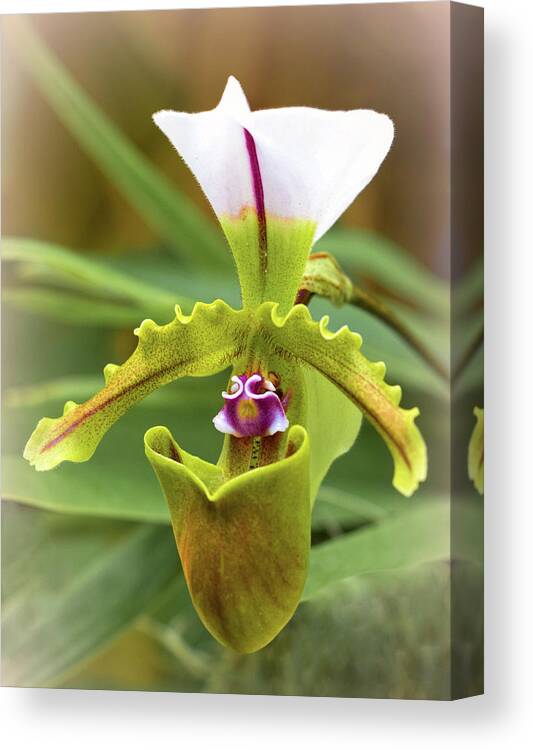 Selby Canvas Print featuring the photograph Orchid Allure by Richard Goldman