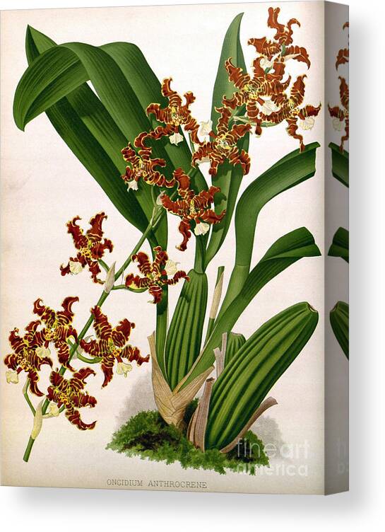 Horticulture Canvas Print featuring the photograph Orchid, Oncidium Anthrocrene,1891 by Biodiversity Heritage Library