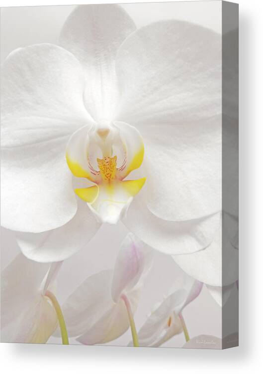 White Canvas Print featuring the photograph Orchid by Wim Lanclus
