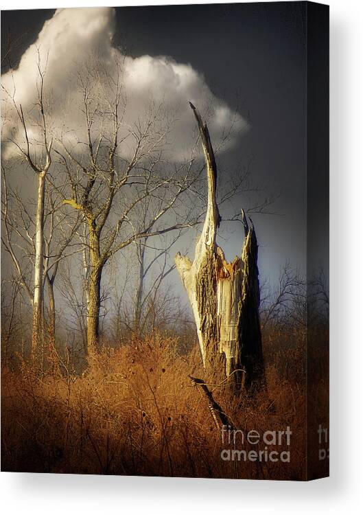 Trees Canvas Print featuring the photograph Out Of The Blue by John Anderson
