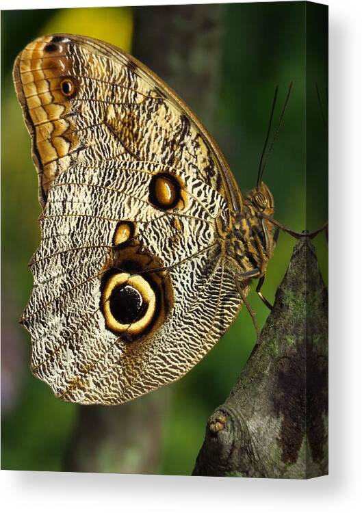 Butterflies Canvas Print featuring the photograph Owl Eye Butterfly by Lori Frisch