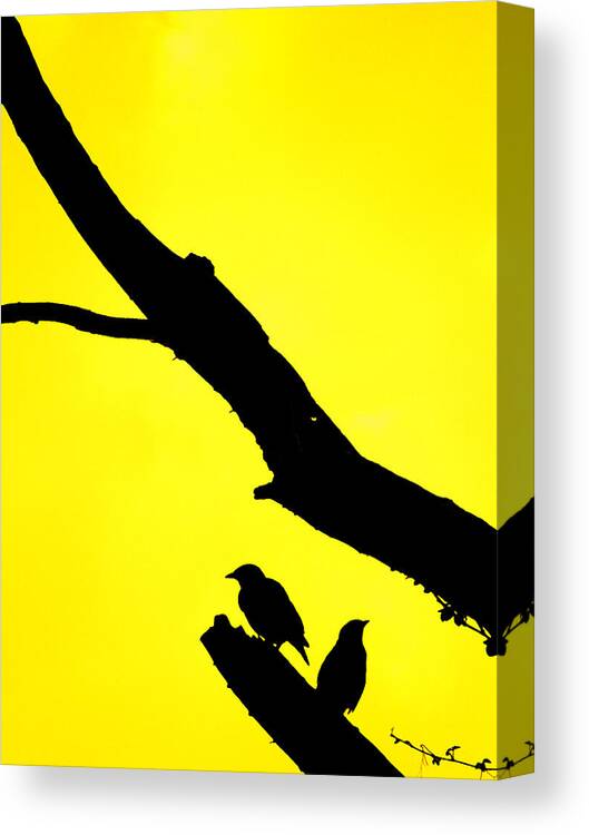 Birds Canvas Print featuring the digital art Pair by Bliss Of Art