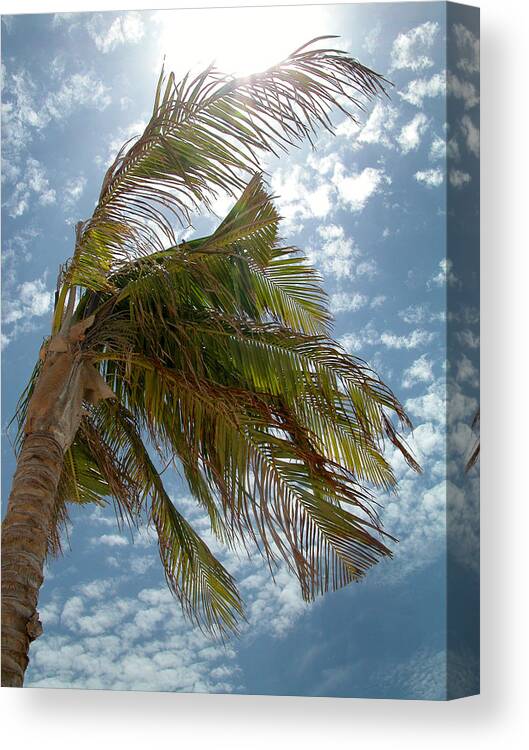 Palm Tree Canvas Print featuring the photograph Palms Against the Sky - Mexico by Frank Mari