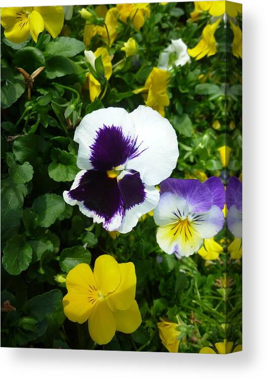 Flower Canvas Print featuring the photograph Pansey Purple by Florene Welebny