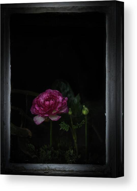 Art Of Rae Ann M. Garrett #raeannmgarrett - Flowers- Ranunculus- Pink Flower- Artistic Expressions- Beauty Canvas Print featuring the photograph Passions by Rae Ann M Garrett