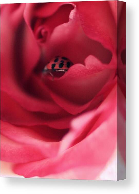 Red Rose Canvas Print featuring the photograph Patient Lady by The Art Of Marilyn Ridoutt-Greene