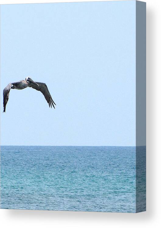 Pelican Canvas Print featuring the photograph Pelican in Flight  by Christopher Mercer