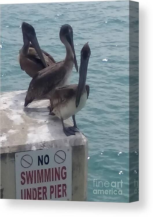 Photography Canvas Print featuring the photograph Pelicans Turf by Chrisann Ellis