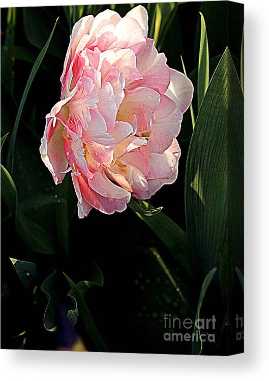 Photography Canvas Print featuring the photograph Peony Tulip by Nancy Kane Chapman