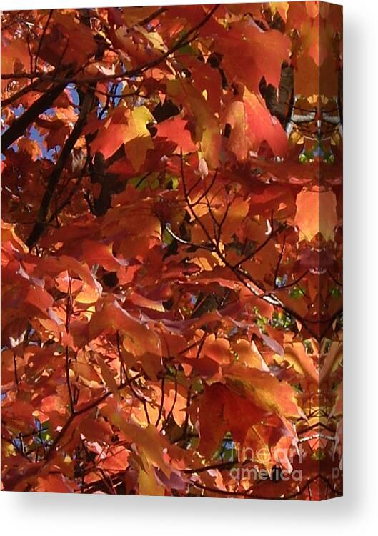 Fall Leaves Canvas Print featuring the photograph Perfect Fall Maples by Carol Komassa