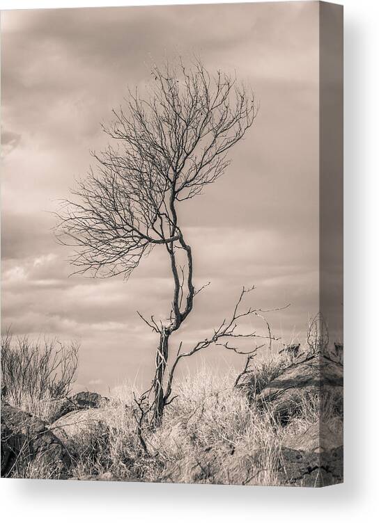 Tree Canvas Print featuring the photograph Perseverance by Racheal Christian