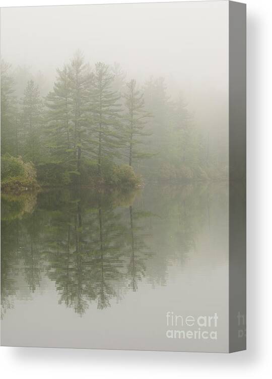 Fog Canvas Print featuring the photograph Pine Tree Reflection by Marie Fortin