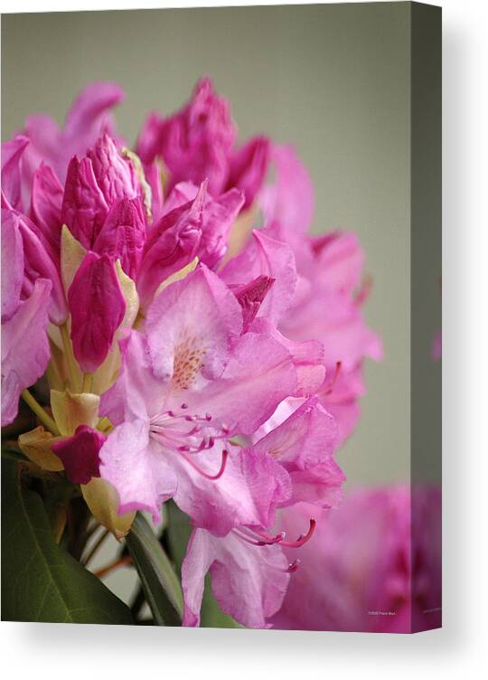 Rhododendron Canvas Print featuring the photograph Pink Rhododendron 1 by Frank Mari