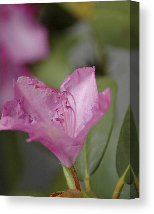 Rhododendron Canvas Print featuring the photograph Pink Rhododendron 20 by Frank Mari