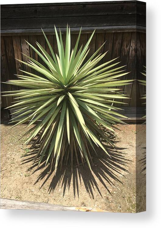 Unedited Photo Canvas Print featuring the photograph Plant by Chris Hartwell