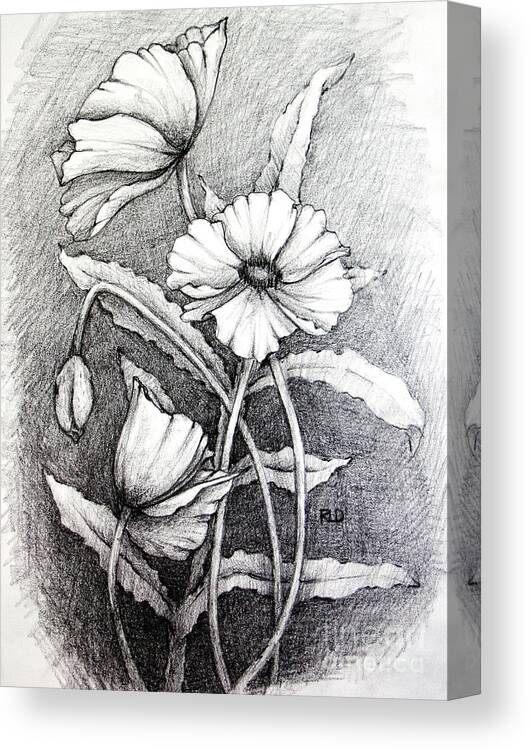 Poppy Canvas Print featuring the drawing Poppies by Rebecca Davis