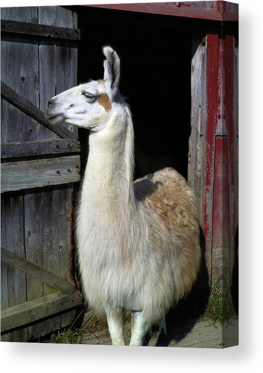 Animal Canvas Print featuring the photograph Posing Llama by Scott Kingery
