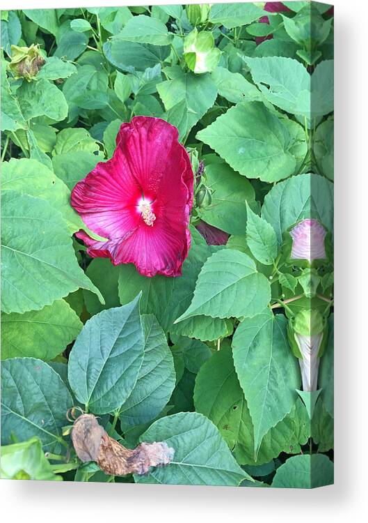 Flowers Canvas Print featuring the photograph #pride by Audrey Robillard