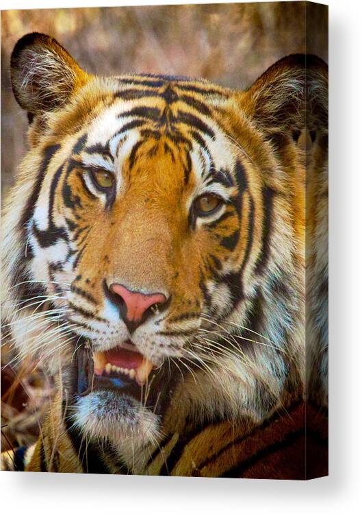 India Canvas Print featuring the photograph Prime Tiger by David Beebe