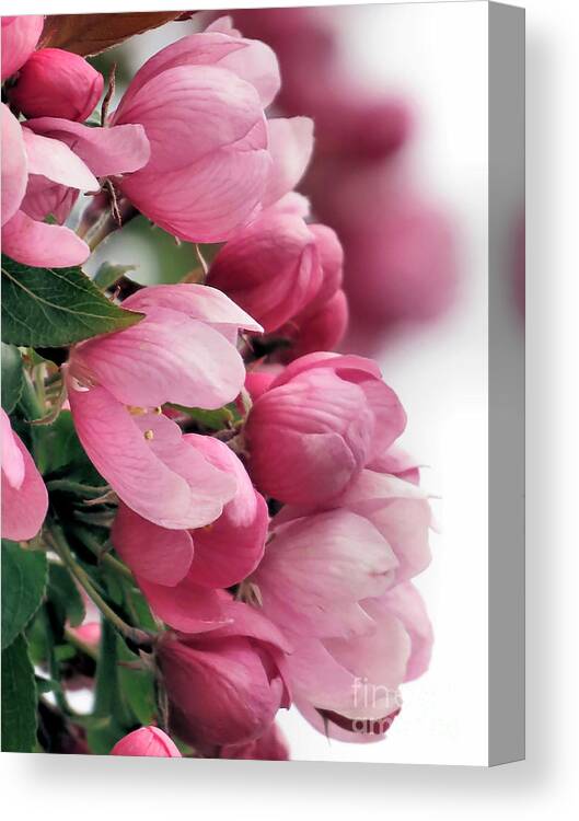 Cherry Blossoms Canvas Print featuring the photograph Profile in Pink by Janice Drew