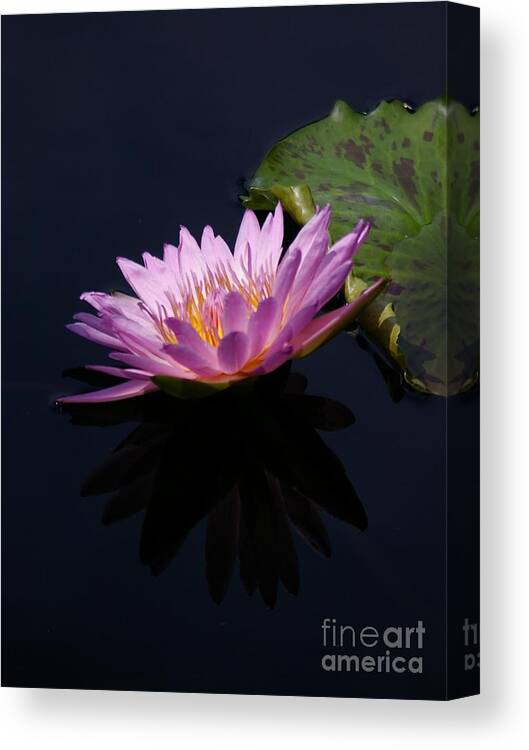 Purple Canvas Print featuring the photograph Purple and Yellow Lotus Waterlily by Jackie Irwin