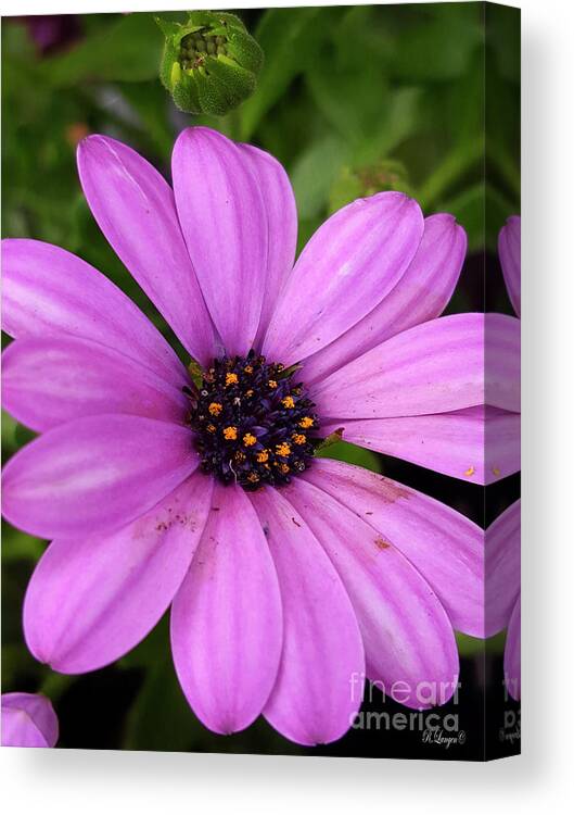 Purple Daisy Canvas Print featuring the photograph Purple Daisy by Rebecca Langen