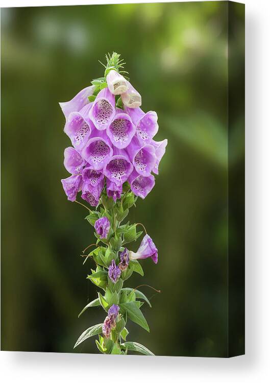Flower Canvas Print featuring the photograph Purple foxglove flower by Tim Abeln