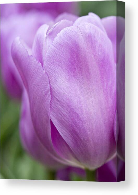 Beauty Canvas Print featuring the photograph Purple Passion by Eggers Photography