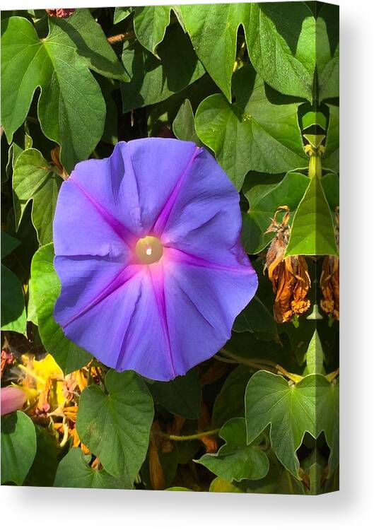 Fauna Canvas Print featuring the photograph Purple Star by Brad Hodges