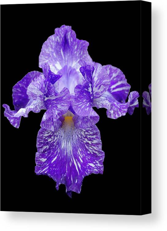 Iris Canvas Print featuring the photograph Purple Streaker by GeeLeesa Productions