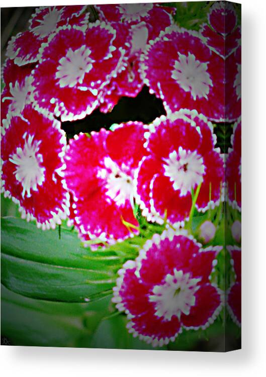 Radiant Red Flower Design. Canvas Print featuring the photograph Radiant Red by Debra   Vatalaro