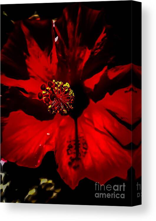 Red Canvas Print featuring the photograph Raging Red Hibiscus by Heather Joyce Morrill