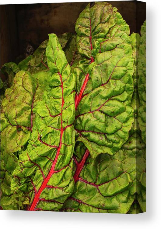 Chard Canvas Print featuring the photograph Rainbow chard by David Kay