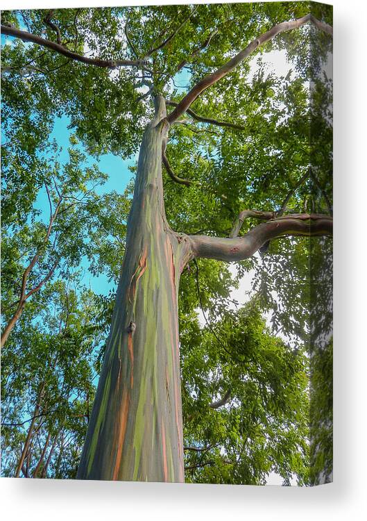 Rainbow Eucalyptus Canvas Print featuring the photograph Rainbow Eucalyptus by Megan Martens
