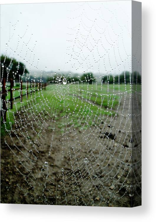 Web Canvas Print featuring the photograph Raincatcher web by Susan Baker