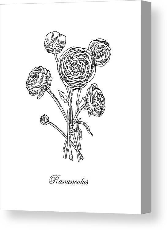 Ranunculus Canvas Print featuring the painting Ranunculus Flower Botanical Drawing by Irina Sztukowski