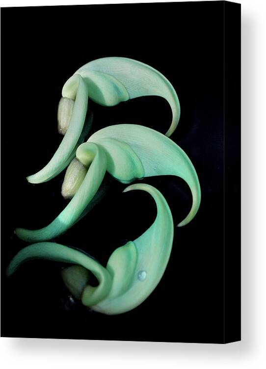 Jade Vine Canvas Print featuring the photograph Rare Orchid Petals by Cate Franklyn