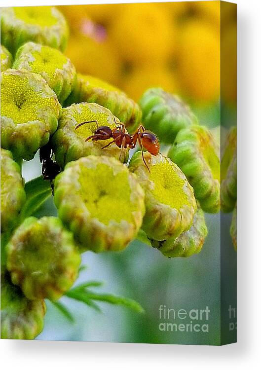 Sea Canvas Print featuring the photograph Red Ant by Michael Graham