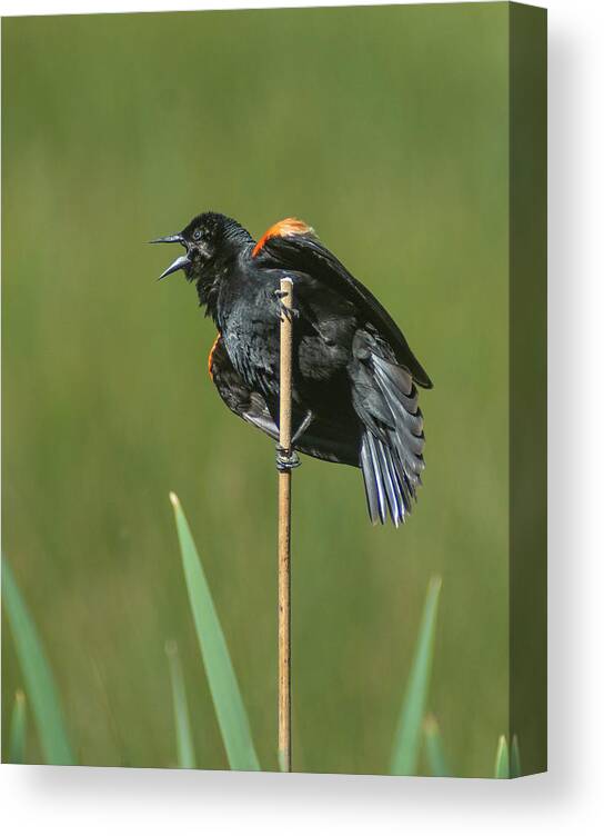 Red Winged Blackbird Canvas Print featuring the photograph Red Winged BB by Rick Mosher