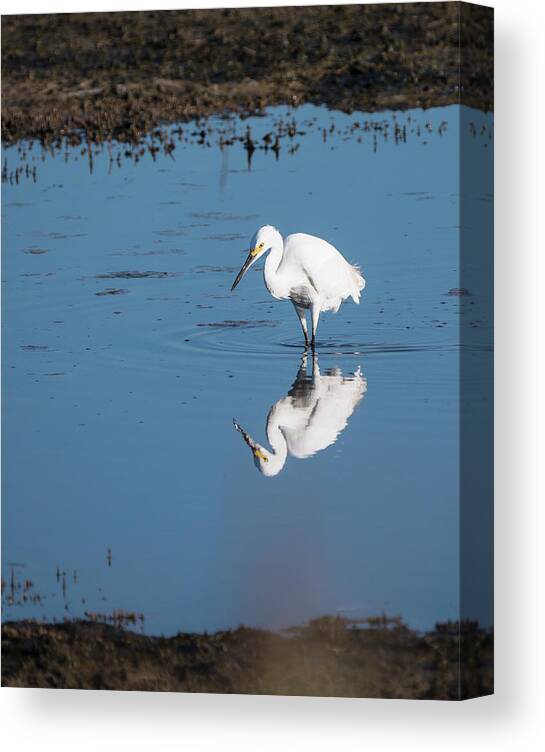 Birds Canvas Print featuring the photograph Reflections White Egret by Paul Ross
