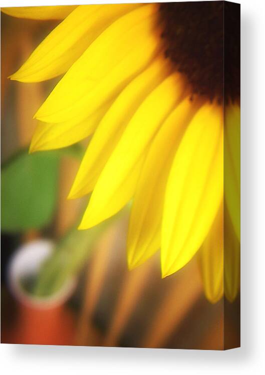 Sunflower Canvas Print featuring the photograph Reverie Six by Julius Reque