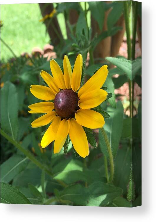 Sunflower Canvas Print featuring the photograph Rise and Shine by Pamela Henry